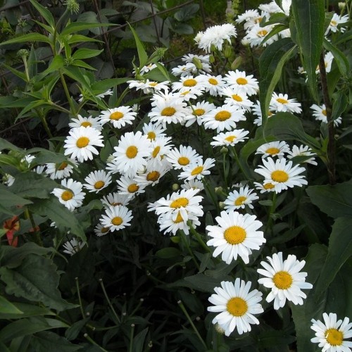 Leucanthemum superbum - Suureõieline härjasilm P11/0,75L